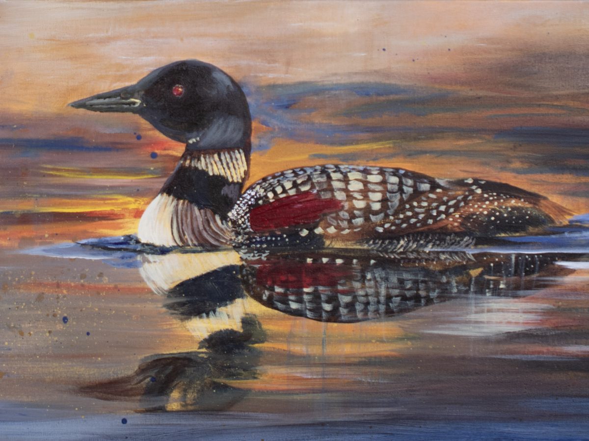 Painted Loon, a loon on still water at sunset Painted Loon, a loon on still water at sunset