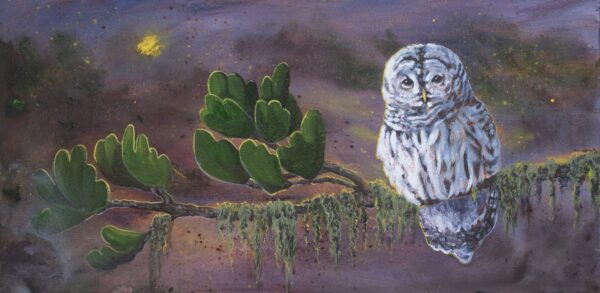 Flashed-Barred Owl — Canvas print